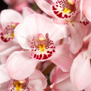 Click to enlarge image 1a-witte-cymbidium.jpg